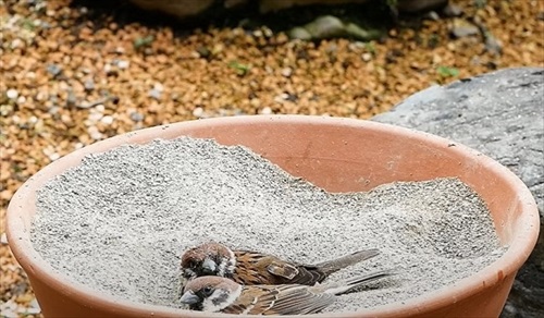 水浴び砂浴び楽しそう
