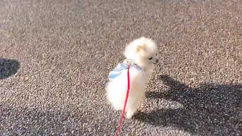 散歩ポメラニアン
