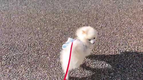 お散歩リーダーな犬