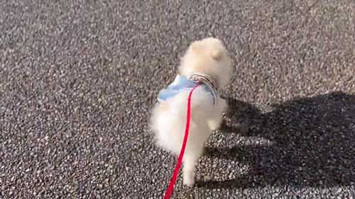お散歩リーダーな犬