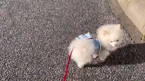 お散歩リーダーな犬