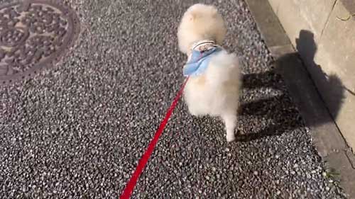 お散歩リーダーな犬