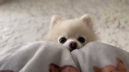 お散歩リーダーな犬