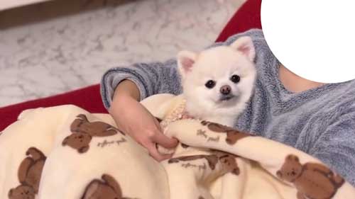 お散歩リーダーな犬