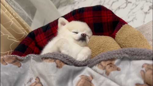 お散歩リーダーな犬