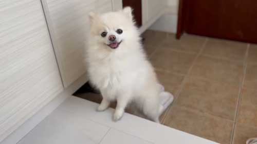 お散歩リーダーな犬