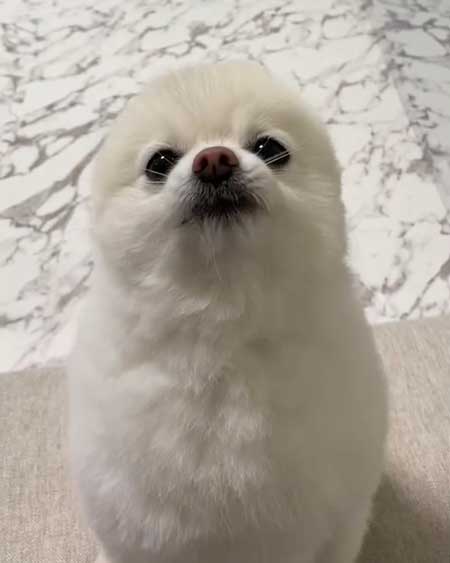 お散歩リーダーな犬