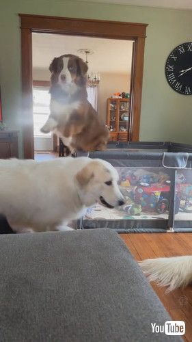 犬にぶつかる犬