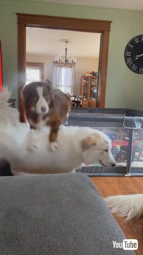 犬にぶつかる犬