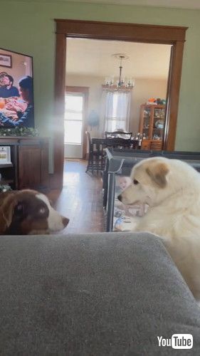 犬にぶつかる犬