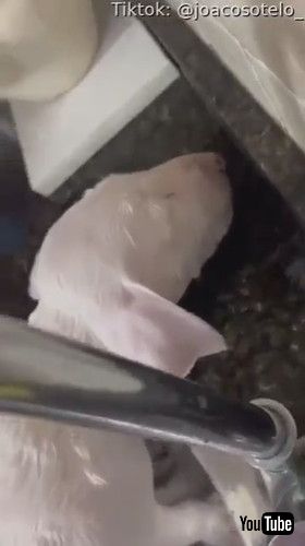 「Pup Falls Asleep During Bath Time || ViralHog」
