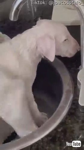 「Pup Falls Asleep During Bath Time || ViralHog」