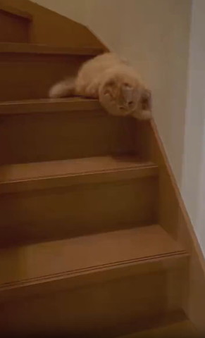 階段上から寝転がりながら下見てる猫ちゃん