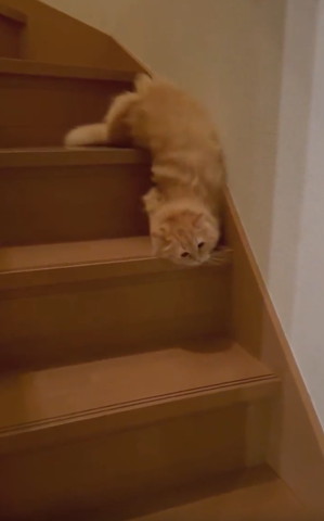 下半身を階段の上の段上半身を下の段にしてる猫