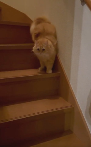お尻を階段の壁際にくっつけてる猫正面