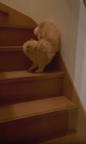 お尻を階段の壁際にくっつけてる猫横から