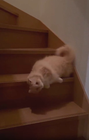 階段中くらいの段で寝転がる猫