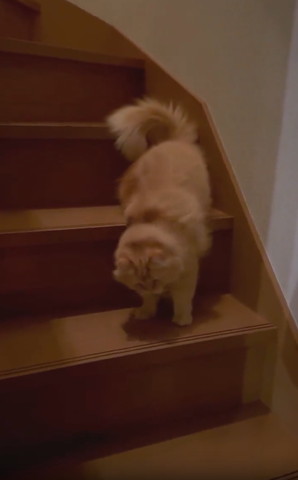 前足を階段下の段においてる猫