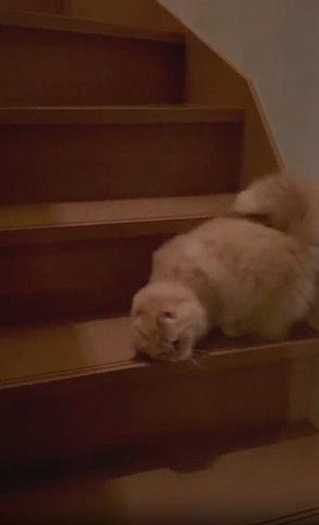 階段スリスリする猫