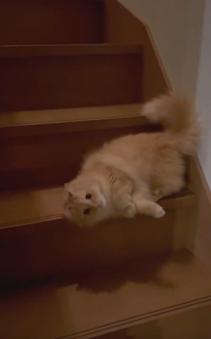 階段で寝頃がってカメラ目線