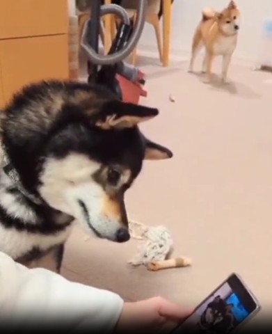 首傾げて顔見える黒柴と奥で左側に首傾げる赤柴