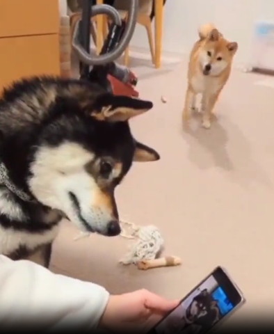 手間に黒柴奥から近づいてくる柴犬