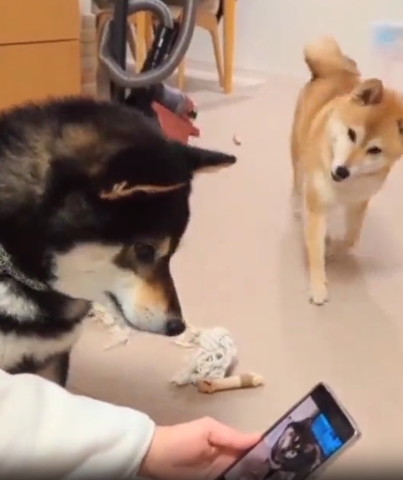 手間に黒柴奥から近づいてきた柴犬