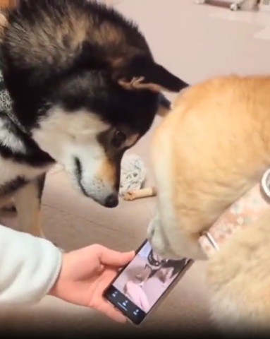 携帯のぞくワンコふたり