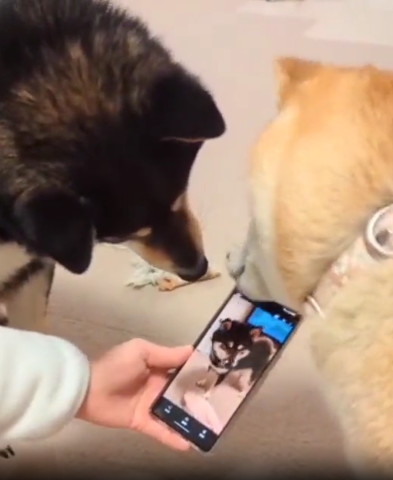 携帯のぞくワンコふたり黒柴後頭部