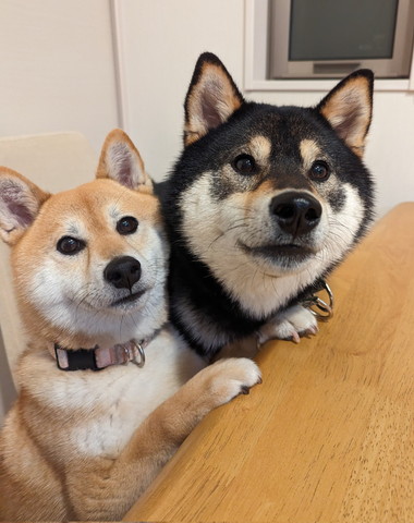 テーブルに前足乗せるワンふたり