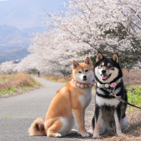 桜とワンコ