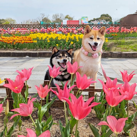 花見て笑顔のワンコふたり