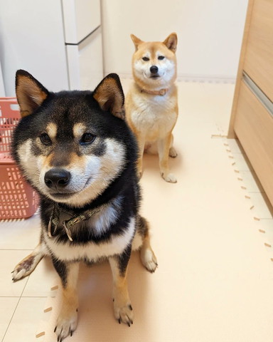 キッチンでお座りするワンコ2匹