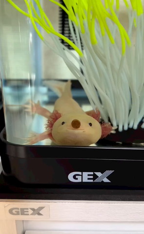 待てするウーパールーパー