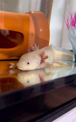 ウーパールーパー斜め横から