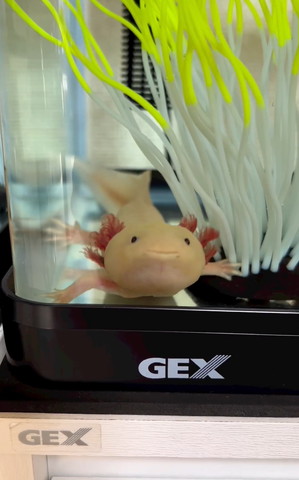 頬ふくらませてるウーパールーパー