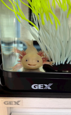 口にごはん入ってるウーパールーパー