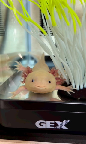 にっこりウーパー正面