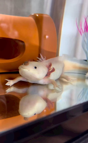 顔にごはん乗せてるウーパー上向いてる横から