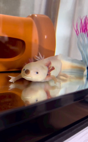 顔にごはん乗せてるウーパー前向いてる横から