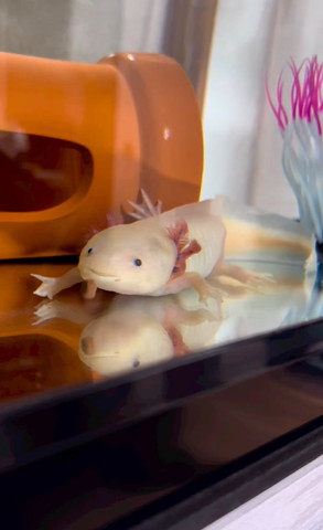 ウーパーの前をごはんが落ちていく