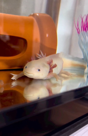 転がっていくごはんを見つめるウーパー