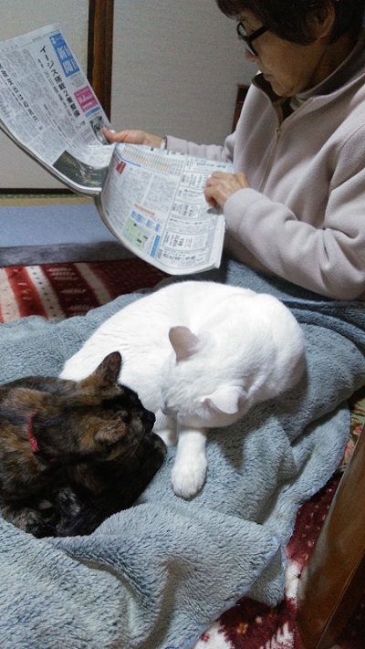 保護猫きょうだい