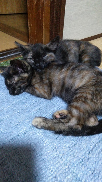 保護したサビ柄の子猫