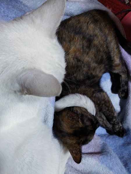 先住猫と保護猫