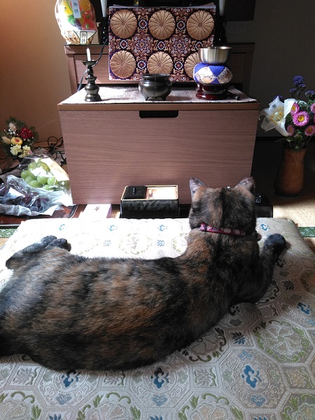 座布団でくつろぐ猫ちゃん