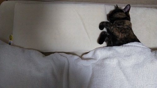 お布団で眠る猫