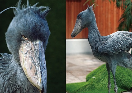 ハシビロコウアップ