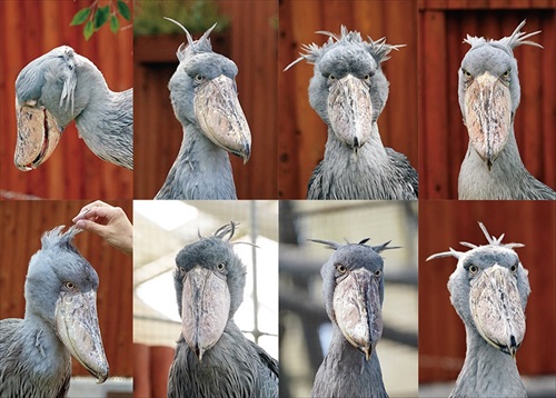 ハシビロコウの表情