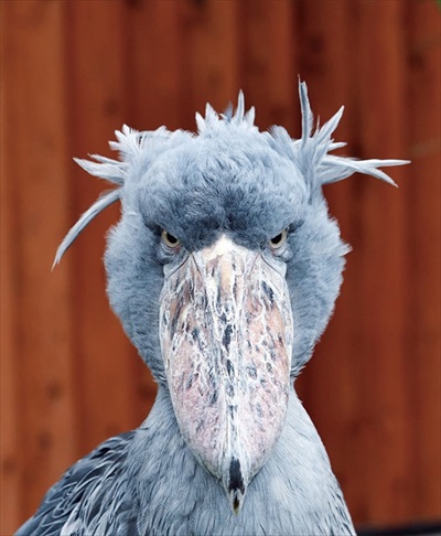 ハシビロコウ正面表情